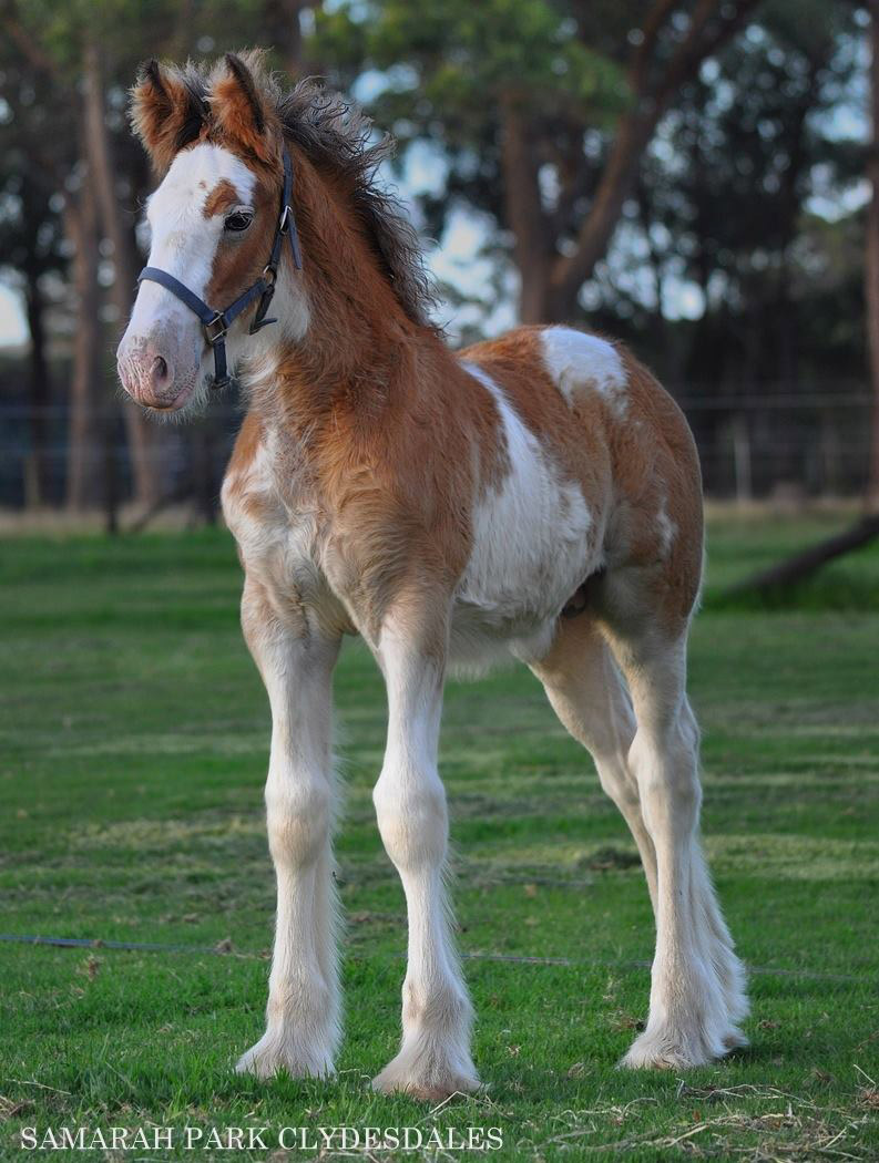 Samarah Park The Phantom @Samarah Park Clydesdale Stud, New South Wales, Australia